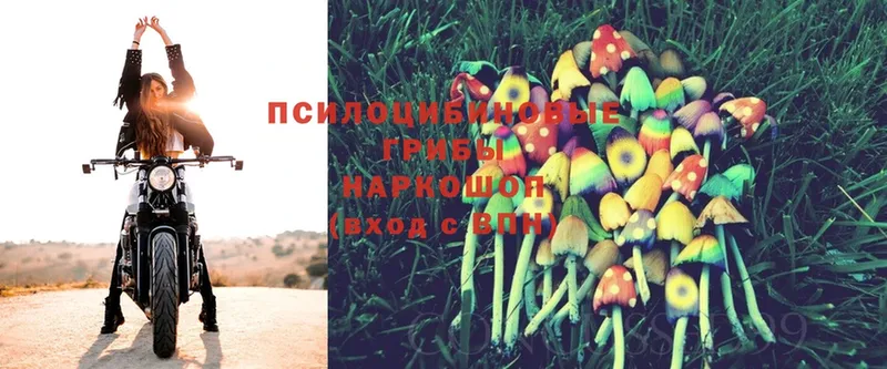 Псилоцибиновые грибы Cubensis  дарнет шоп  Десногорск 